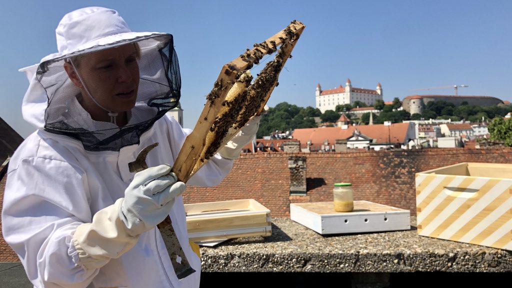 Mesto môže byť pre opeľovačov azylom, hovorí včelár