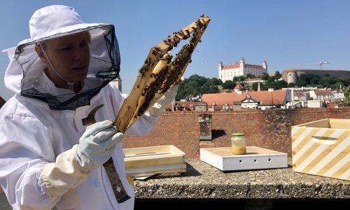 Mesto môže byť pre opeľovačov azylom, hovorí včelár