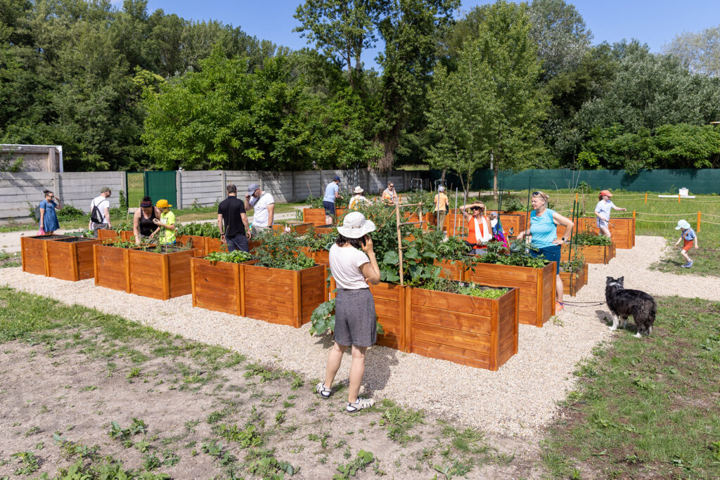V Komunitnej záhrade na Novom Lide rastie ovocie, zelenina aj komunita