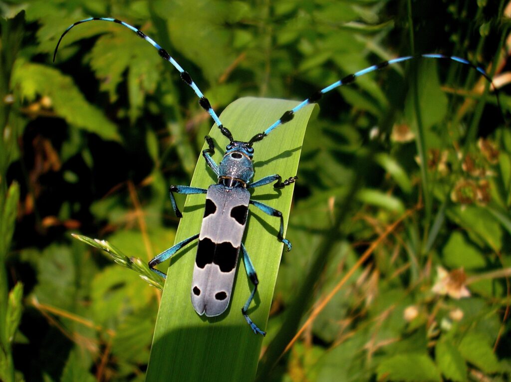 Entomológ: Bratislava prežíva hmyziu evolúciu, v katastri ukrýva tri jedinečné biotopy