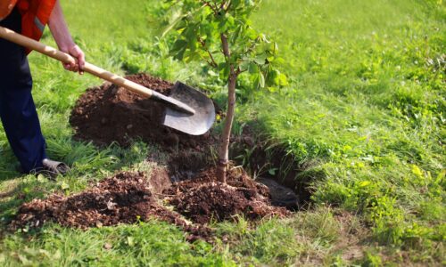 JTRE bude pestovať stromy pre svoje projekty, spúšťa skúšobnú prevádzku stromovej škôlky