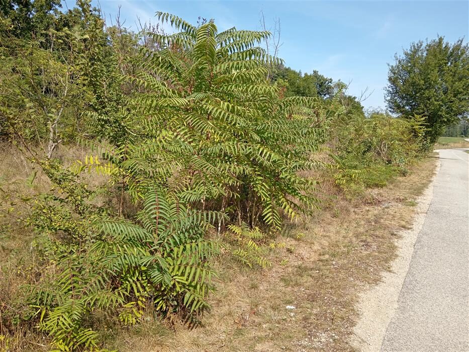 Arborista: Stromy môžu mestu prospievať aj škodiť, Nové Lido ukazuje cestu, ako s nimi pracovať správne